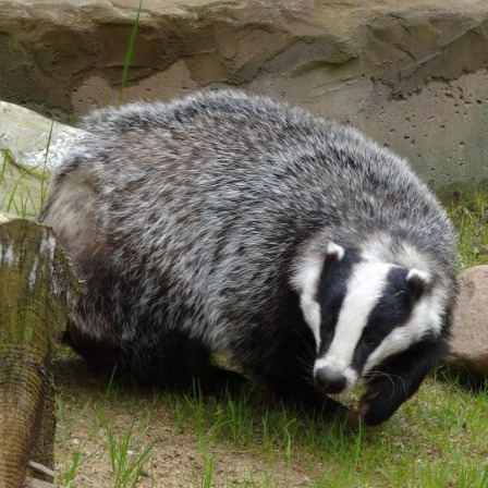 zwierzęta w ogrodach zoologicznych - Borsuk