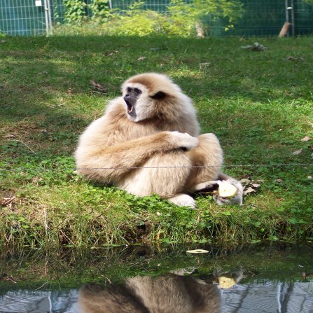 zwierzęta w ogrodach zoologicznych - Gibon białoręki