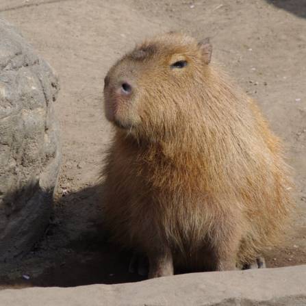 zwierzęta w ogrodach zoologicznych - Kapibara