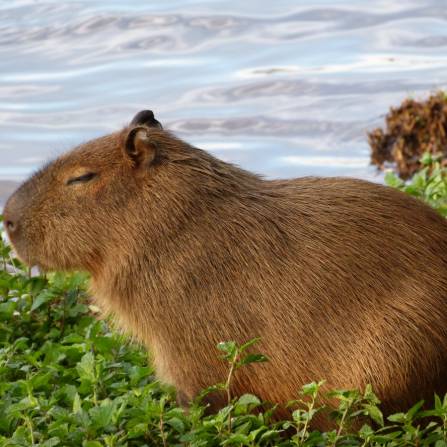 zwierzęta w ogrodach zoologicznych - Kapibara