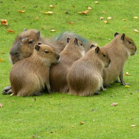 zwierzęta w ogrodach zoologicznych - Kapibara