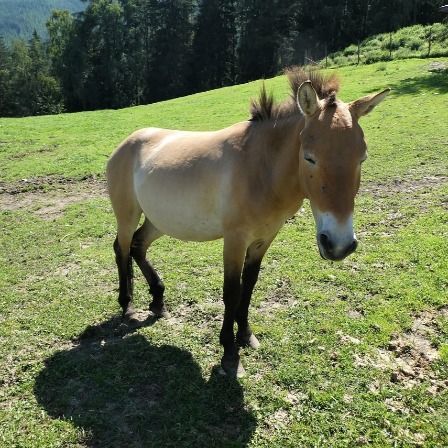 zwierzęta w ogrodach zoologicznych - Koń Przewalskiego