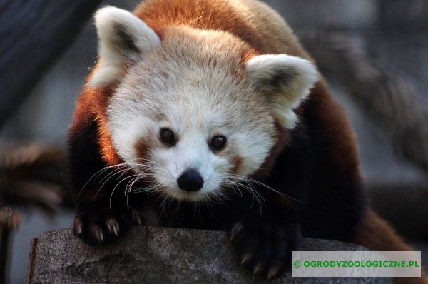 zwierzęta w ogrodach zoologicznych - Panda mała