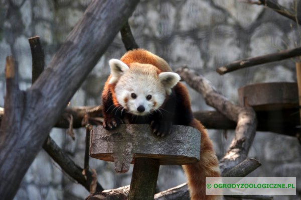 zwierzęta w ogrodach zoologicznych - Panda mała
