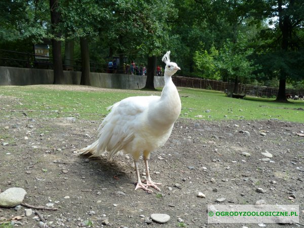 zwierzęta w ogrodach zoologicznych - Paw