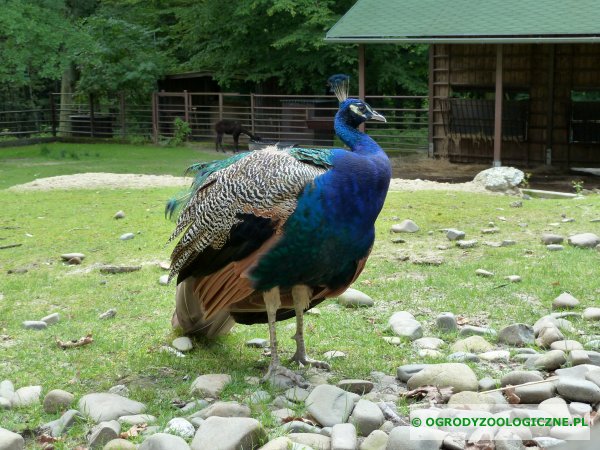 zwierzęta w ogrodach zoologicznych - Paw
