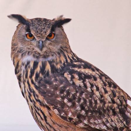 zwierzęta w ogrodach zoologicznych - Puchacz