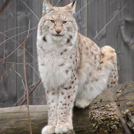 zwierzęta w ogrodach zoologicznych - Ryś Europejski
