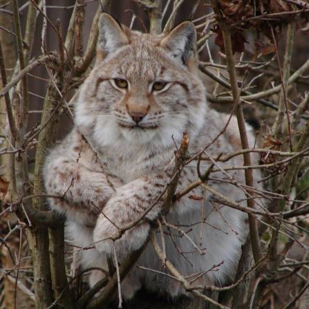 zwierzęta w ogrodach zoologicznych - Ryś Europejski