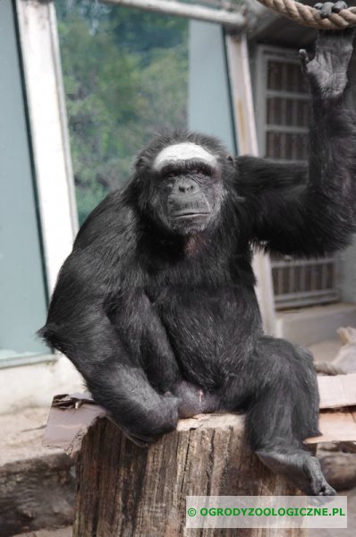 zwierzęta w ogrodach zoologicznych - Szympans